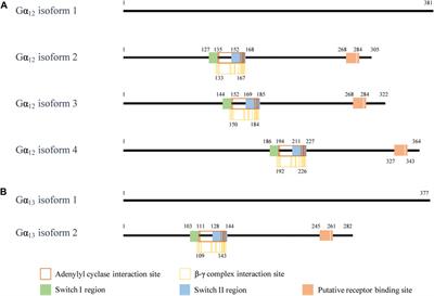 Gα12 and Gα13: Versatility in Physiology and Pathology